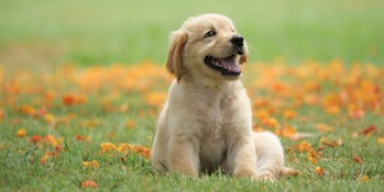 SWIFTER TEST